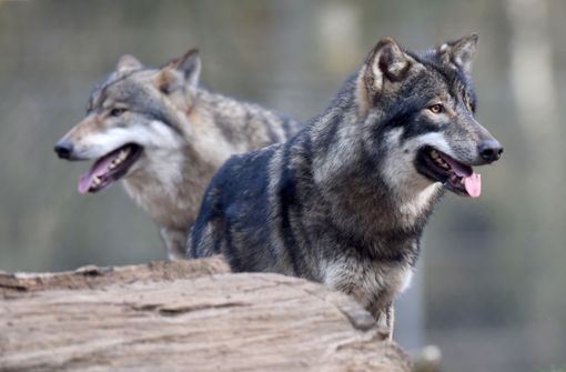 Ein Wolf soll einem Mann in Niedersachsen in die Hand gebissen haben. (Symbolbild) Foto: dpa
