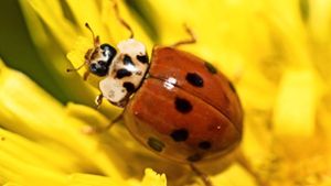 An Blüten laben sich auch Marienkäfer. Sie fressen aber auch Blattläuse. Foto: dpa