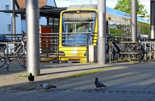 Manchmal sind nur wenige Tauben an der Endhaltestelle zu sehen – doch die Hinterlassenschaften rundherum zeigen, dass es viele sind. Foto: Caroline Holowiecki