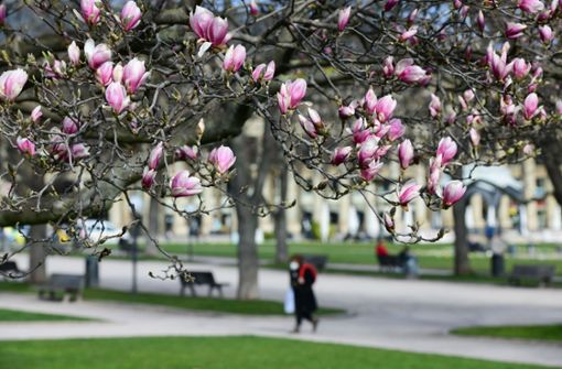 Die Magnolien am Stuttgarter Schlossplatz sorgen für Frühlingsgefühle – aber es bleibt kühl. Foto: LICHTGUT/Leif Piechowski