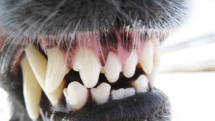 Hund beißt 22-Jährige – Halter und Tier flüchten