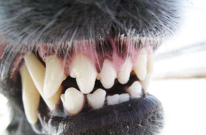 Kornwestheim: Hund beißt 22-Jährige – Halter und Tier flüchten