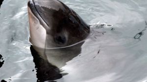 Schweinswale gelten in der Ostsee als gefährdet. (Symbolbild) Foto: dpa/Ingo Wagner