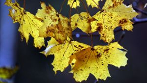 Der Herbst zeigt sich an  Allerheiligen nicht von seiner sonnigen Seite. (Symbolbild) Foto: dpa/Bernd Wüstneck