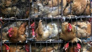 Erstmals stirbt ein Mensch am Vogelgrippe-Virus