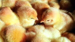 Rund 45 Millionen männliche Küken lassen jährlich ihr Leben, weil sie nicht zum Eierlegen taugen. Foto: dpa/Bernd Wüstneck