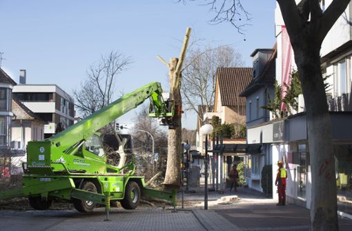 Im Vorfeld der Ortsumgestaltung von Nellingen waren  an der Hindenburgstraße im Februar  Baumfällarbeiten notwendig gewesen. Foto: Horst Rudel