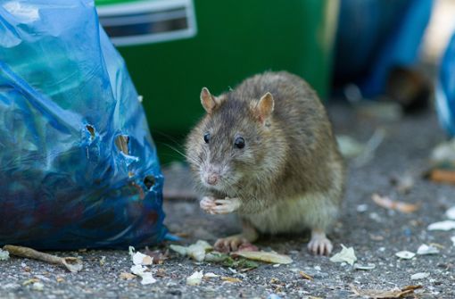 Von den Ratten wurden bislang nur Kötel gefunden (Symbolfoto). Foto: Ma/Radloff