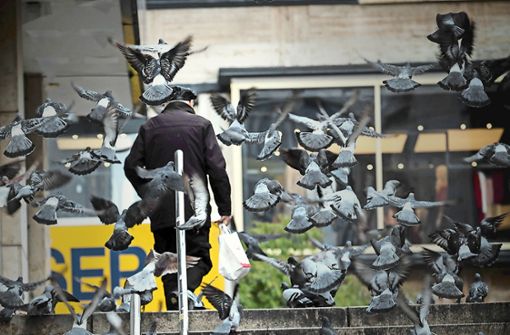 Zu viele Tauben sind in vielen Innenstädten ein Problem. Foto: Lichtgut/Achim Zweygarth