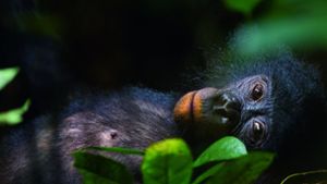 Für Momentaufnahmen wie diese verfolgte der Naturfotograf Christian Ziegler monatelang die vom Aussterben bedrohten Bonoboaffen im Kongobecken. Foto: teNeues/Christian Ziegler