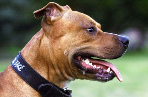 In Backnang hat ein Pitbull-Terrier einen anderen Hund angegriffen (Symbolbild). Foto: AP/STR