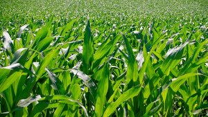Mais, so weit das Auge reicht: In immer mehr Regionen wird das zur Realität, weil die Agrarpflanze sich nicht nur zur Ernährung, sondern auch zur Gewinnung von Biogas eignet. Foto: Fotolia