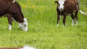 Eine Kuh hat einen Landwirt im Kreis Sigmaringen verletzt (Symbolfoto). Foto: IMAGO/Arnulf Hettrich/IMAGO/Arnulf Hettrich
