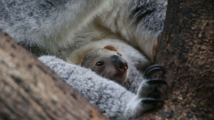 Baby-Koala im Duisburger Zoo gestorben