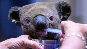 Aus Flammen geretteter Koala Lewis stirbt wegen Verbrennungen