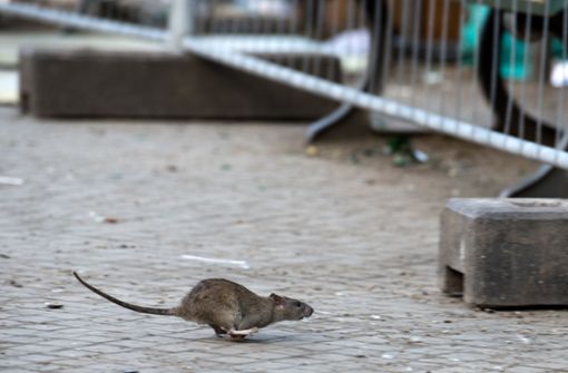 Ratten tauchen derzeit vermehrt in Schorndorf auf (Symbolbild). Foto: dpa/Bernd von Jutrczenka