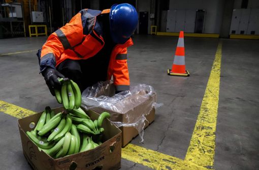 Auf der Suche nach geschmuggeltem Kokain. Die Drogen werden auch in Bananenkisten nach Europa gebracht. Der Hafen von Antwerpen hat sich dabei zu einem der größten Umschlagplätze entwickelt. Foto: AFP/Valeria Mongelli