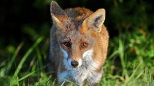 Ein markantes Fuchs-Merkmal ist die schmale Schnauze.Foto: Michael Eick Foto:  