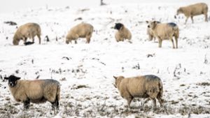 Schafe stehen im verschneiten Peak District in Großbritannien  (Archivbild), Foto: Danny Lawson/PA Wire/dpa