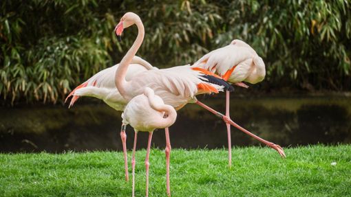 Die Flamingos in der Wilhelma werden regelmäßig flugunfähig gemacht – Tierrechtsorganisationen üben Kritik. Foto: Lichtgut/Ferdinando Iannone