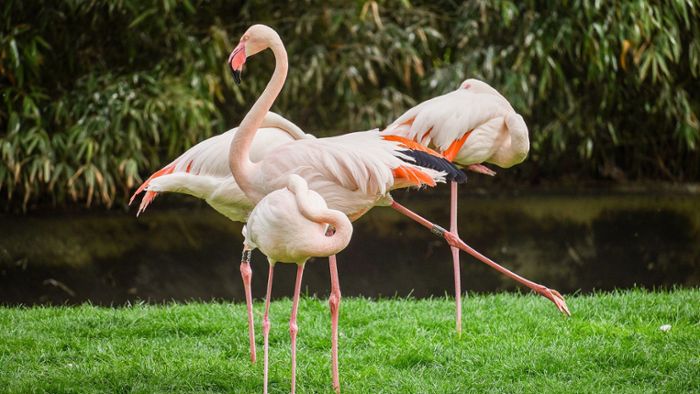 Stuttgarter Wilhelma und Co.: Flugunfähige Flamingos  – Tierrechtlerin übt Kritik an Zoos