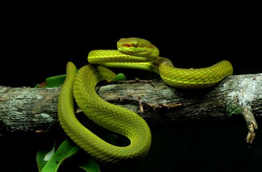 Die Forscher fanden die Schlange im nordostindischen Bundesstaat Arunachal Pradesh. Foto: dpa/Zeeshan A. Mirza