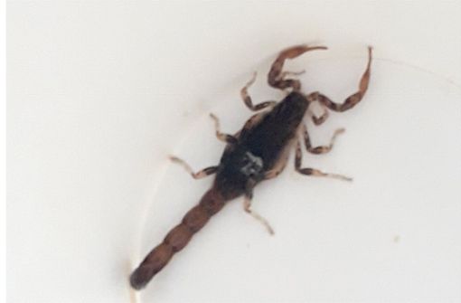 Skorpione sind in wärmeren Gegenden beheimatet. (Symbolbild) Foto: dpa
