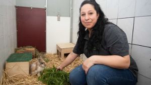 Kaninchen gelten als  anhänglich und pflegeleicht. Aber eigentlich wollen sie lieber nicht auf den Arm genommen werden“, warnt Dilay Aras vom Esslinger Tierheim. Foto: Tom Weller
