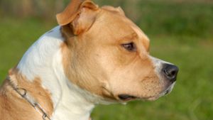 Bei dem Hund soll es sich um einen American Staffordshire Terrier handeln. (Symbolbild) Foto: IMAGO/YAY Images/IMAGO/cynoclub