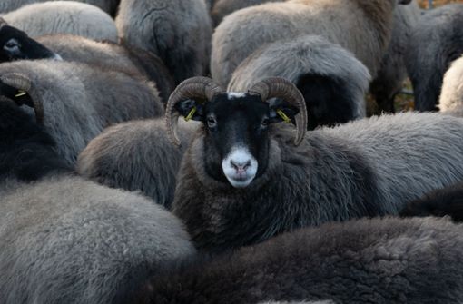 Schafe sind in Waldshut-Tiengen für die Unterbrechung des Zugverkehrs verantwortlich gewesen (Symbolfoto). Foto: dpa
