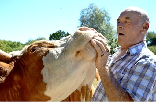 Ein Herz und eine Seele: Landwirt Hermann Maier will seinen Tieren unnötige Schmerzen bei der Kennzeichnung und der Schlachtung ersparen, aber scheitert an gesetzlichen Vorschriften. Foto: Krause