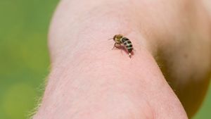 Vorschaubild zum Artikel Warum sterben Bienen nach dem Stich?