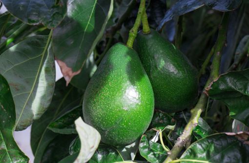 Die Avocado ist nicht nur lecker, sondern auch als Pflanze schön anzusehen. Foto: imago images/CSP_Discovod