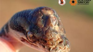 Das undatierte Bild zeigt eine Schlange der Gattung Rautenpython mit einem zusätzlichen Auge auf der Kopfmitte. Foto:  