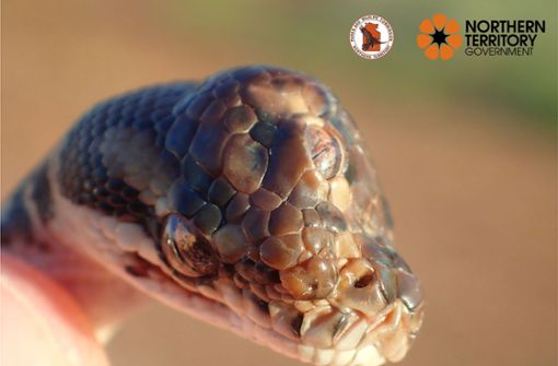 Das undatierte Bild zeigt eine Schlange der Gattung Rautenpython mit einem zusätzlichen Auge auf der Kopfmitte. Foto:  