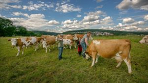Glückliche Kühe auf der Weide.  Doch nicht alle Rinder haben diesen Auslauf. Foto: Roberto Bulgrin/ 