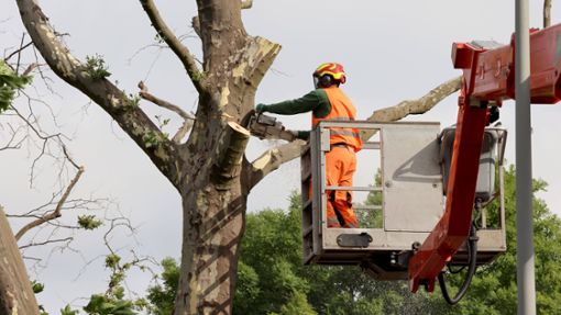 Bei Baumfällarbeiten im Ostalbkreis ist ein 44-Jähriger schwer verletzt worden (Symbolfoto). Foto: IMAGO/biky/IMAGO/marco stepniak
