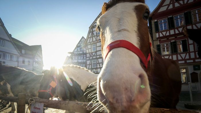 Der Leonberger Pferdemarkt startet: Pferde, Partys, Fasnet