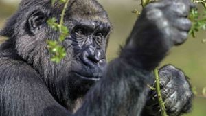 Gorilla-Mädchen Mawenzi sucht Familienglück in Dänemark
