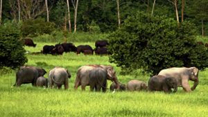 Elefanten sind Herdentiere. Jungbullen leben in separaten Junggesellengruppen, suchen aber immer wieder den Kontakt zur Herde der Mutterkühe. Foto: WWF-Greater Mekong/Wayuphong Jitvijak/Picasa