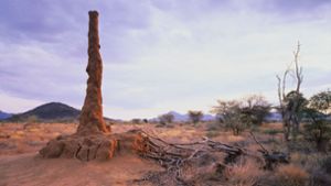 Imposanter Termitenbau in einer Savannenlandschaft in Kenia. Foto: Imago/Greatstock