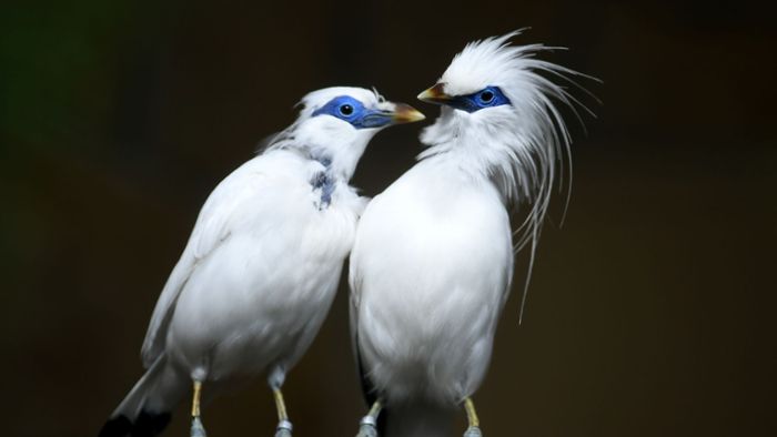 Seltener Vogel-Nachwuchs im Erfurter Zoo
