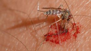 Eine Mücke saugt Blut aus dem Arm eines Menschen: Die Plagegeister sorgen für juckende Quaddeln auf der Haut und werden  als extrem lästig empfunden. Foto: dp/Patrick Pleul