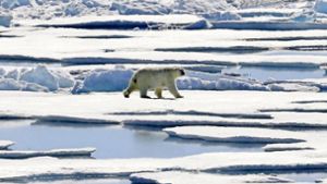 Eigentlich gefährdet: Im Nordpolarmeer wurde jetzt der Notstand wegen zu vielen Eisbären ausgerufen. Foto: AP