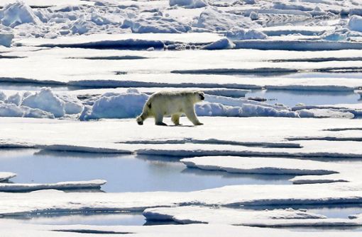 Eigentlich gefährdet: Im Nordpolarmeer wurde jetzt der Notstand wegen zu vielen Eisbären ausgerufen. Foto: AP