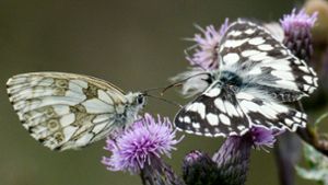 Die Schachbrettfalter gehören zu den Schmetterlingen, die noch recht häufig in Baden-Württemberg vorkommen. Foto: dpa/Jens Kalaene
