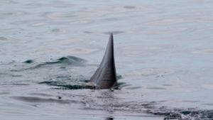 Frau wird beim Schnorcheln  von Hai getötet