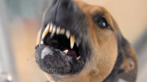 Gefährlicher Beißer oder liebevoller Schoßhund? Um das zu entscheiden, greift die Stadt auf den sogenannten Wesenstest zurück. Foto: dpa-Zentralbild