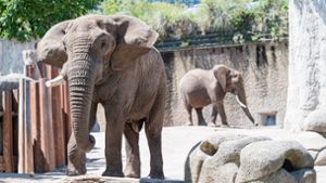 Elefant Tusker zu Lebzeiten Foto: zoo basel