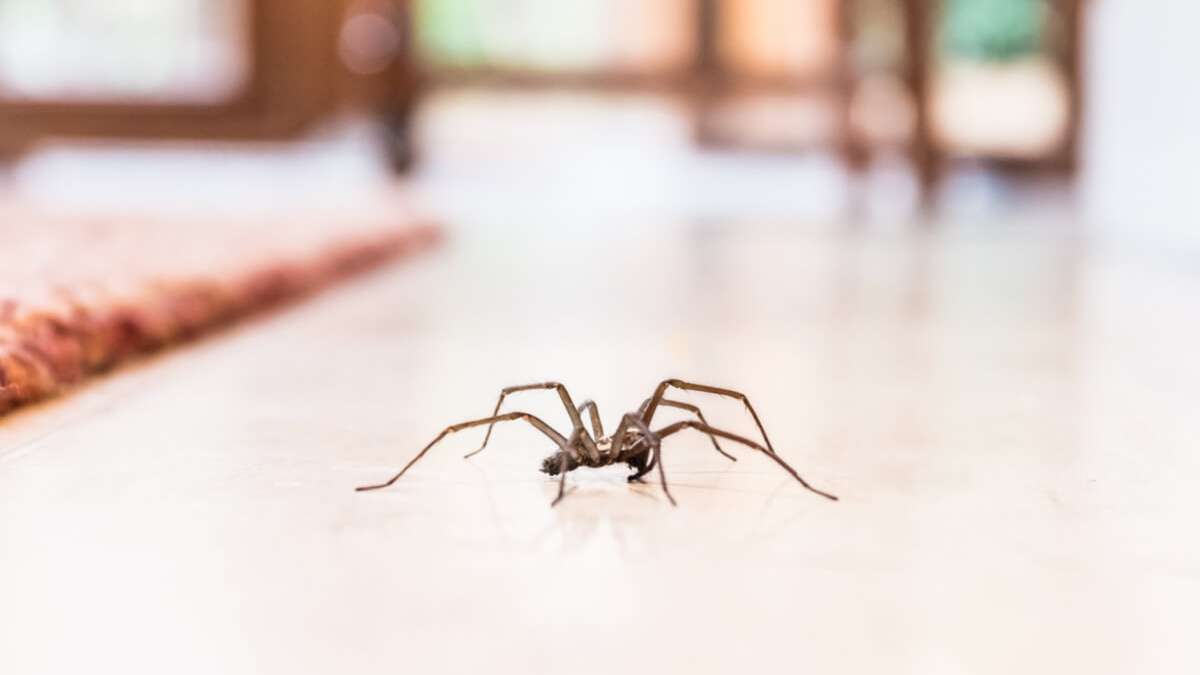 Unbeliebte Krabbler in den vier Wänden. Erfahren Sie 5 effektive Tipps, um Spinnen in der Wohnung zu vertreiben.